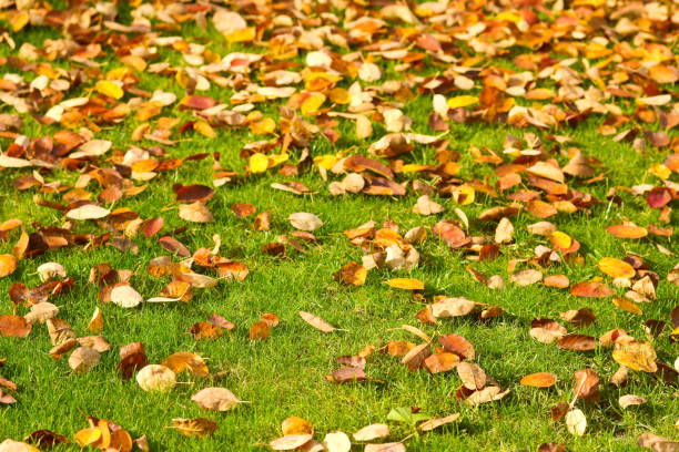istock Autumn leaves on a green meadow 1182249718