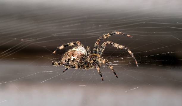 istock European Garden Spider on is orb-shaped web 1182250053