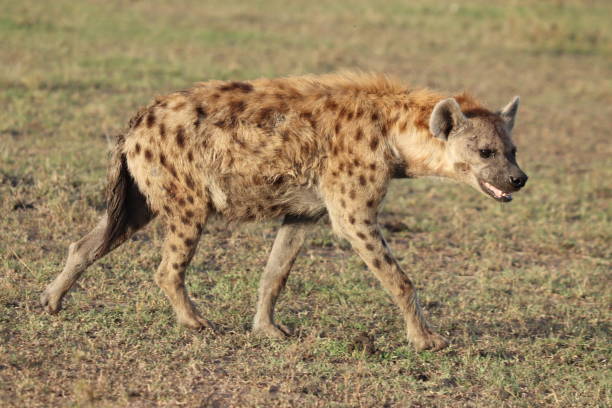 istock Hyena walking in the african savannah. 1182250090