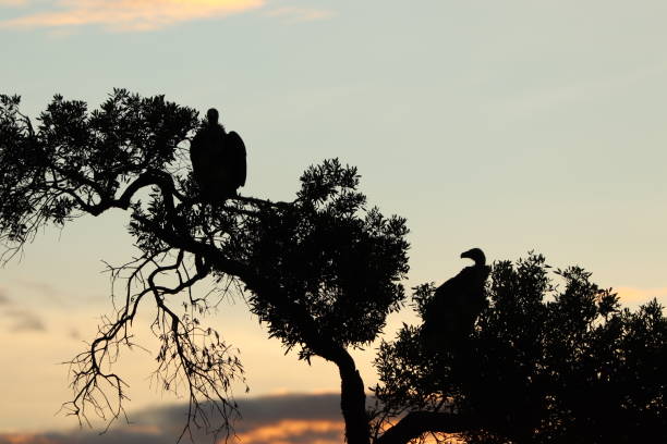 istock Tree with vulture in the sunrise. 1182250210