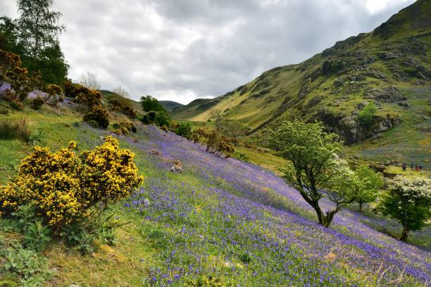 istock Rannerdale  Bluebells in full bloom 1182250751