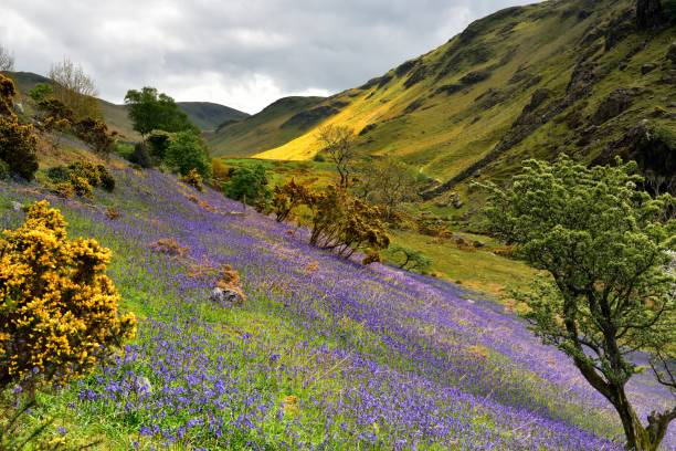 rannerdale bluebells i full blom - bluebell bildbanksfoton och bilder