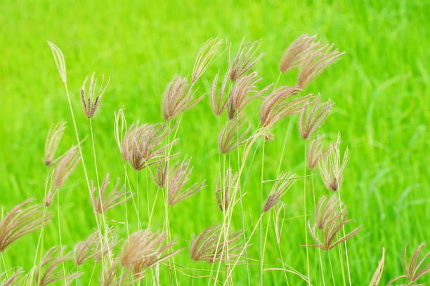 istock Morning in the field 1182251391