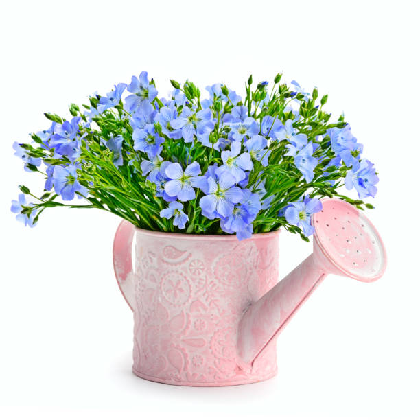 istock Flax flowers in a watering can isolated on white background. 1182251469