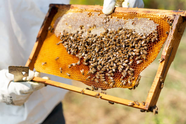 istock Bee's are working hard for producing honey on honeycomb 1182252093