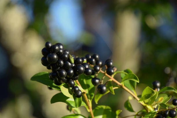 This plant with a Japanese name, grows native in the northern boreal forests in Asia, Europe, and North America.\nThe name “Haskap” is also a brand name given to varieties bred by the Fruit Program at the University of Saskatchewan, Saskatoon, Saskatchewan, Canada.\nThe fruit is often one of the first berries to appear during the year, and remain fruitful into the fall.  From the Dipsacales Order, they are related to Snowberries, Elderberry, Blueberries, cranberries and tomatoes.  They are juicy, with a sweet/tart flavour and have very tiny edible seeds. The thin powdery blue skin melts in your mouth. Bushes can grow 5-7 feet tall, do not sucker and are extremely cold climate and drought tolerant.