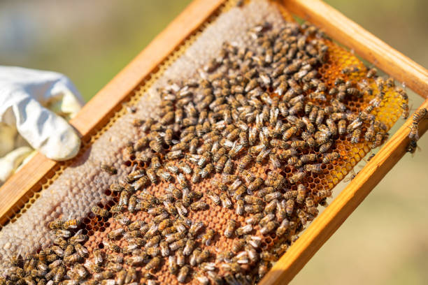 蜂はハニカムで蜂蜜を生産するために懸命に働いています - bee honey bee single flower honey ストックフォトと画像