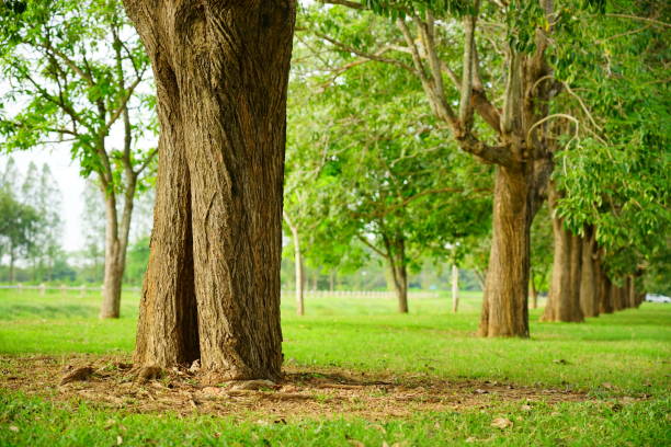 Thailand, green, Beauty, Public Park