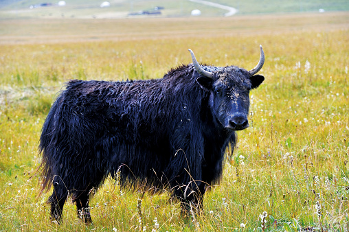 black yak on the plain