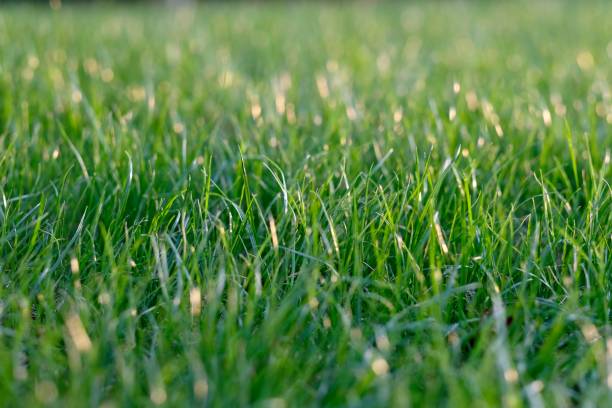 istock close up fresh green grass under sunshine. 1182253827