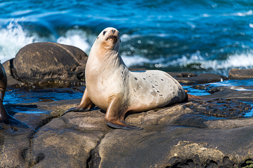 A sea lion sits on the rocks in La Jolla Cove, California.