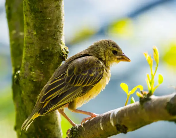 Photo of side closeup of a female village weaver sitting in a tree, popular bird specie from Africa
