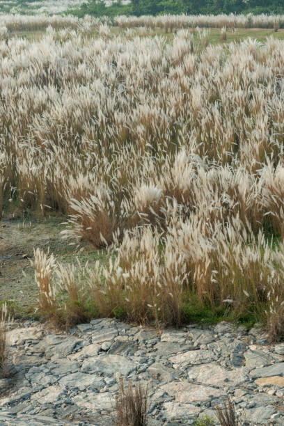 White Kash or Kans Grass bloom near Ayodhya,West Bengal,India