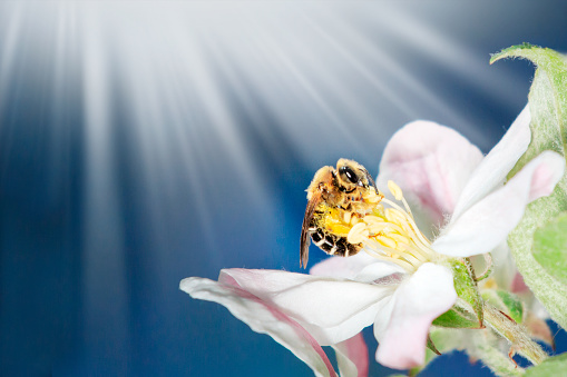 Nature Beautiful apple tree branch with bllom flowers and sun rays