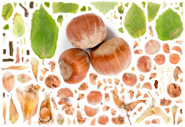 Large collection of hazelnut pieces, slices and leaves isolated on white background. Top view. Seamless abstract pattern.