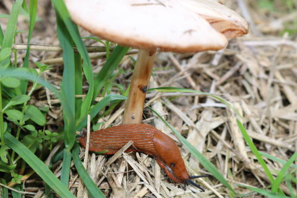 istock A snail under a mushroom 1182263519