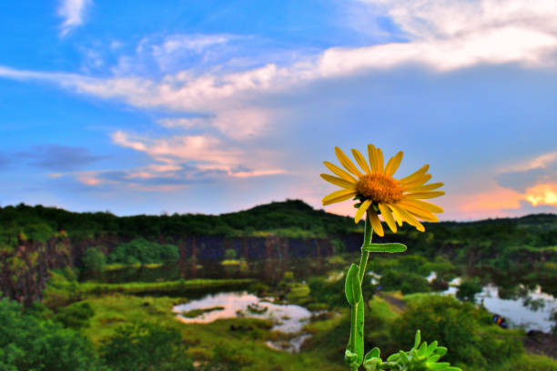 Beautiful yellow flower with mountain and rainforest in background