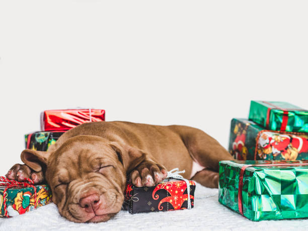 istock Young, charming puppy and a festive box 1182265623
