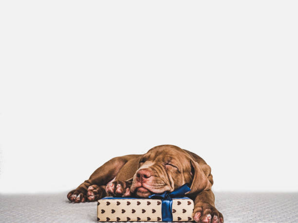 istock Young, charming puppy and a festive box 1182266012