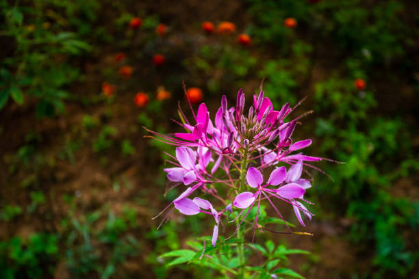 Spider flowers in garden