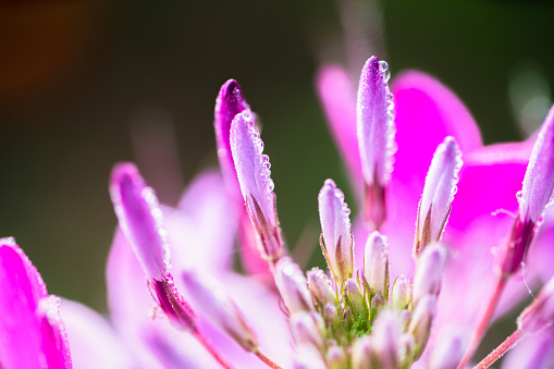 Cleome hassleriana, commonly known as Spider Flower, Spider Plant, Pink Queen, or Grandfather's Whiskers, native to southern South America