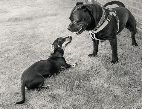 Two different breeds of dog, a Staffordshire Bull Terrier dog and a Miniature Dachshund puppy socialising. The little dog is looking up at the terrier and is submissively playful. In monochrome