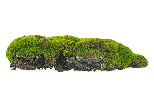 istock Moss green isolated on a white background 1182268098