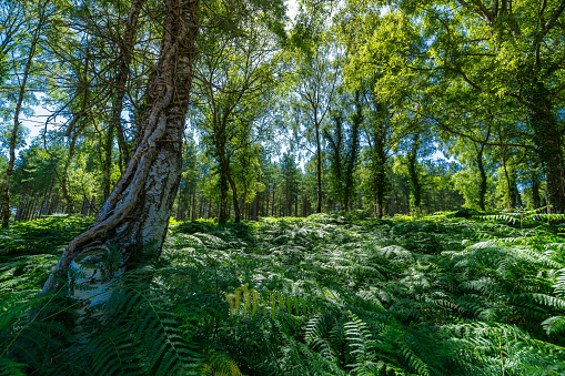 The New Forest National Park In the summer with the bright green trees and blue sky