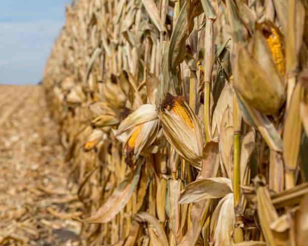 Mature ear of corn drying on cornstalk. Husk open exposing golden yellow kernels on cob. Sunny fall day during harvest season in the Midwest landscape, no people corn crop stock pictures, royalty-free photos & images