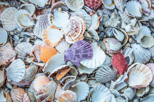 Sea shells. Different size and variety. Store for sale. Stack way.