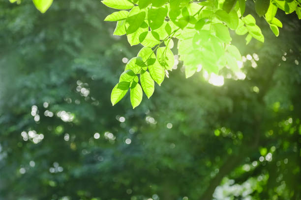 istock Close up of nature view green leaf on blurred greenery background under sunlight with bokeh and copy space using as background natural plants landscape, ecology wallpaper concept. 1182271861