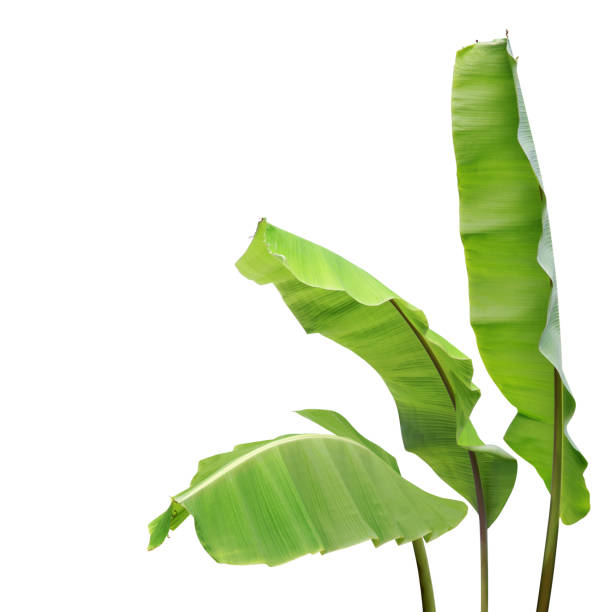 istock Fresh Green Banana Leaves Isolated on White Background 1182273426