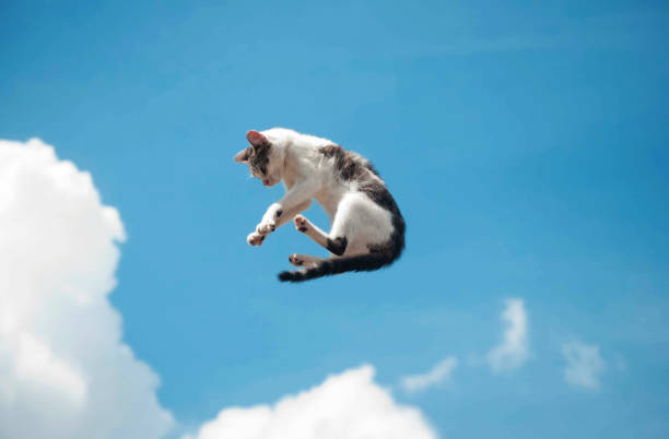 flying cat stock photo