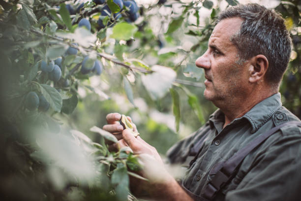 istock Senior farmer picking ripe plums 1182273668