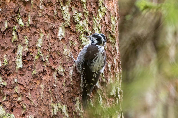 istock Three-toed woodpecker (Picoides tridactylus) close up 1182273829