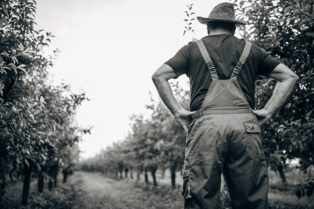 Senior farmer standing in orchard