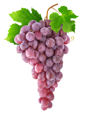 Isolated pink grapes. Bunch of grapes hanging on a vine isolated on white background with clipping path