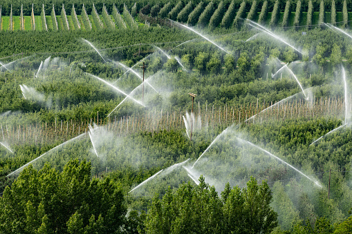 Irrigation of orchards in Italy (Schlanders, South Tyrol) on a sunny day in summer