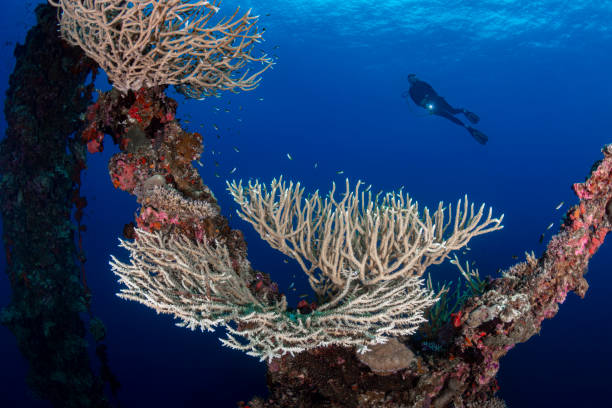 istock Shipwreck IRO and diver - Palau, Micronesia 1182277367
