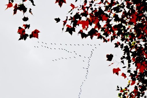 Grúas migratorias y hojas de arce rojo photo