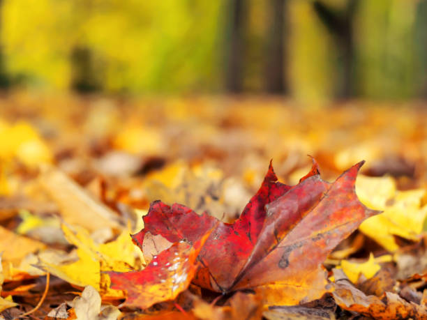 istock Autumn landscape with road 1182279167
