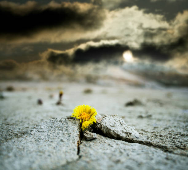 istock yellow flower growing in cracked land climate change global warming 1182279799