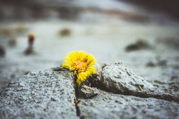 istock yellow flower growing in cracked land climate change global warming 1182279856