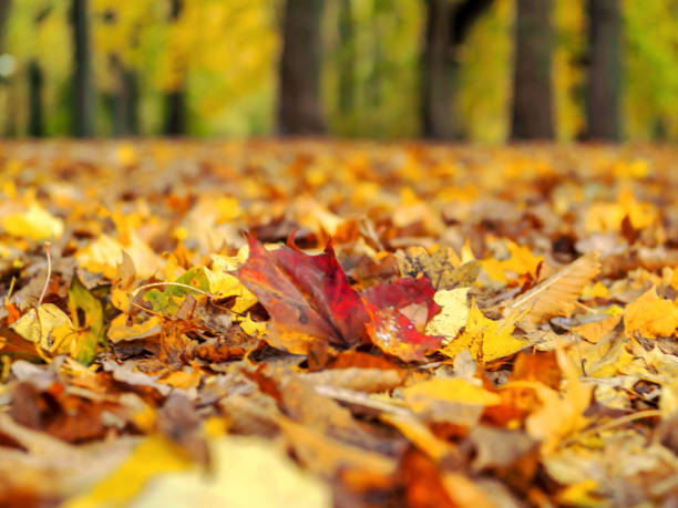 istock Autumn landscape with road 1182279916