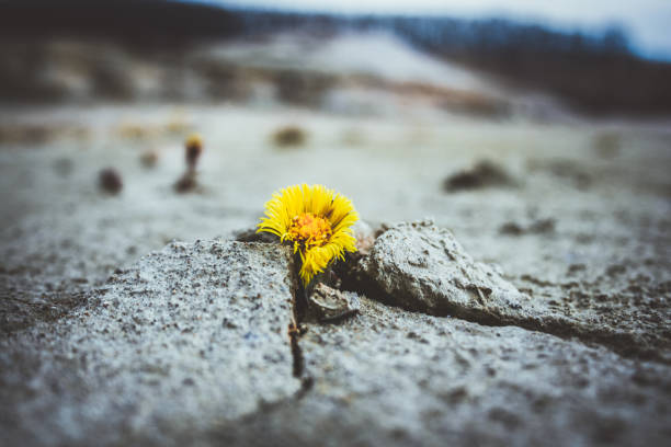 istock yellow flower growing in cracked land climate change global warming 1182279919
