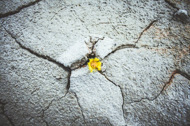 istock yellow flower growing in cracked land climate change global warming 1182279952