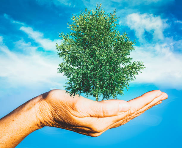 istock hand holding green tree global warming save planet earth 1182279962