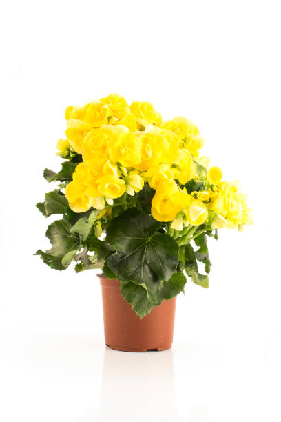 istock Yellow Begonia Potted Isolated on White 1182280100