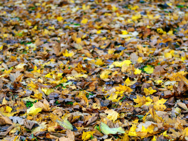 istock Autumn landscape with road 1182280508