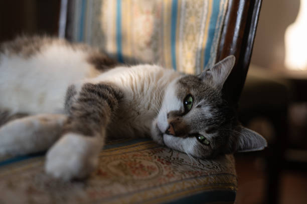 istock Cat on a chair 1182280642